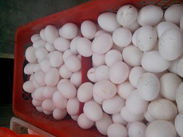 乐宝体育·(中国)官方网站